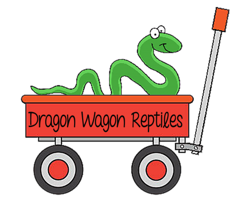 Dragon Wagon Reptiles