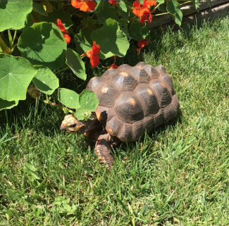 turtle in the wild